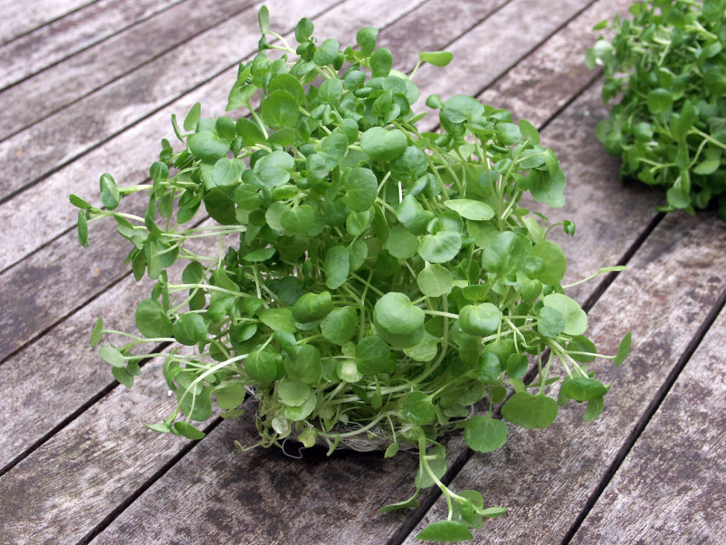 groene bladgroente waterkers